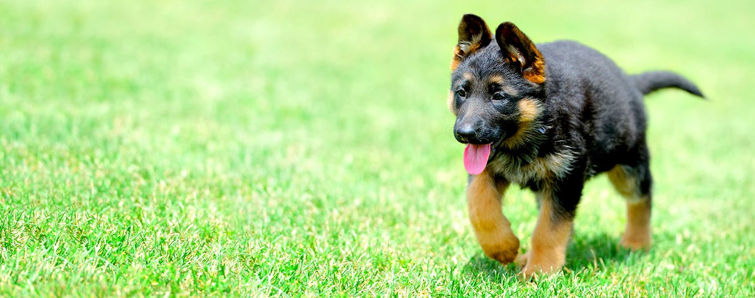 Dog Names Ending in g Popular Male and Female Names Wag!